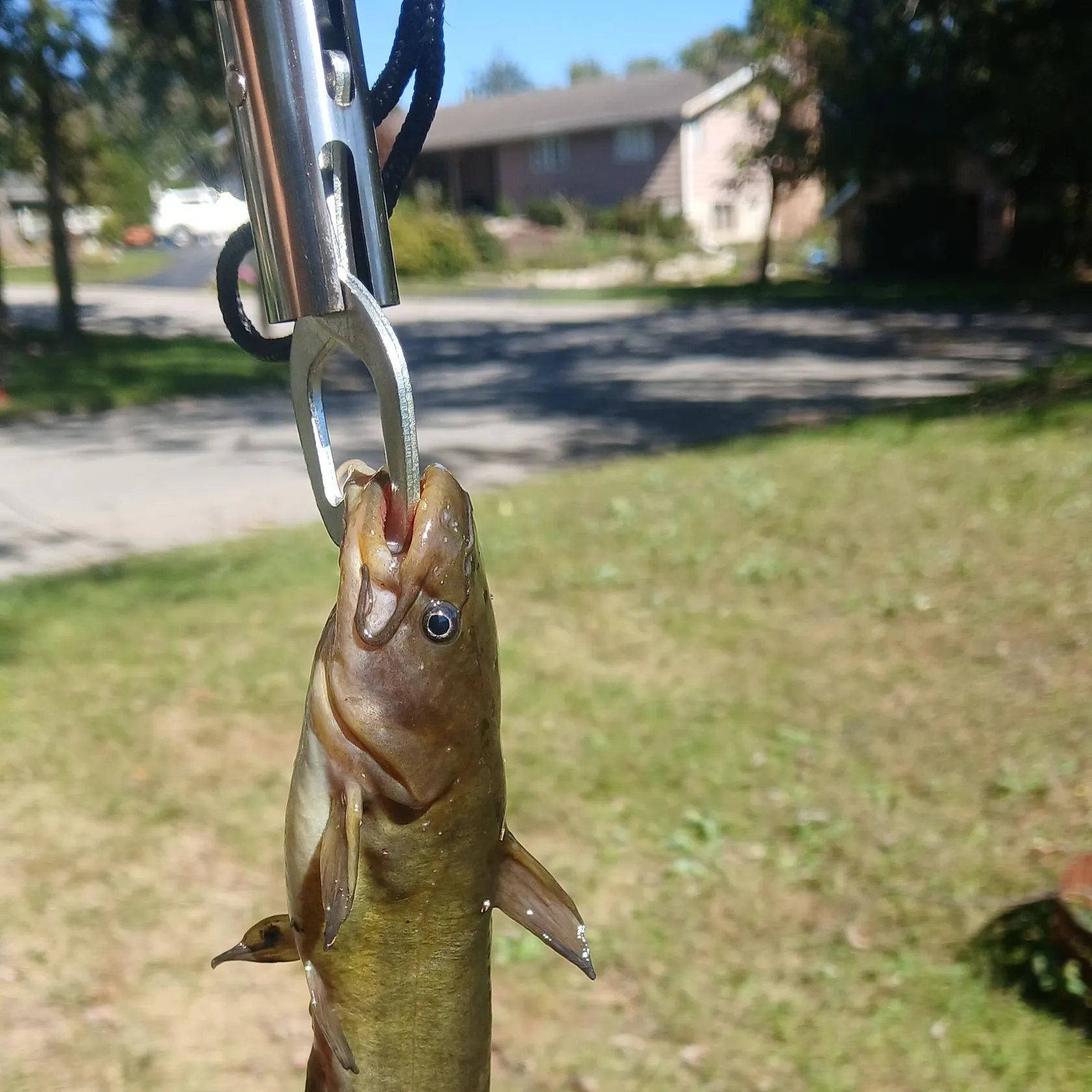 Yellow bullhead caught on Fishbrain