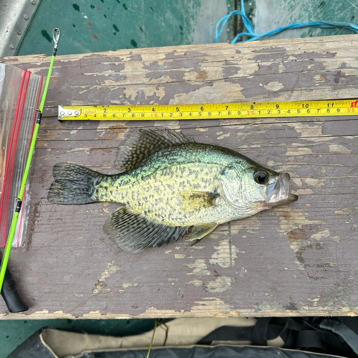 recently logged catches