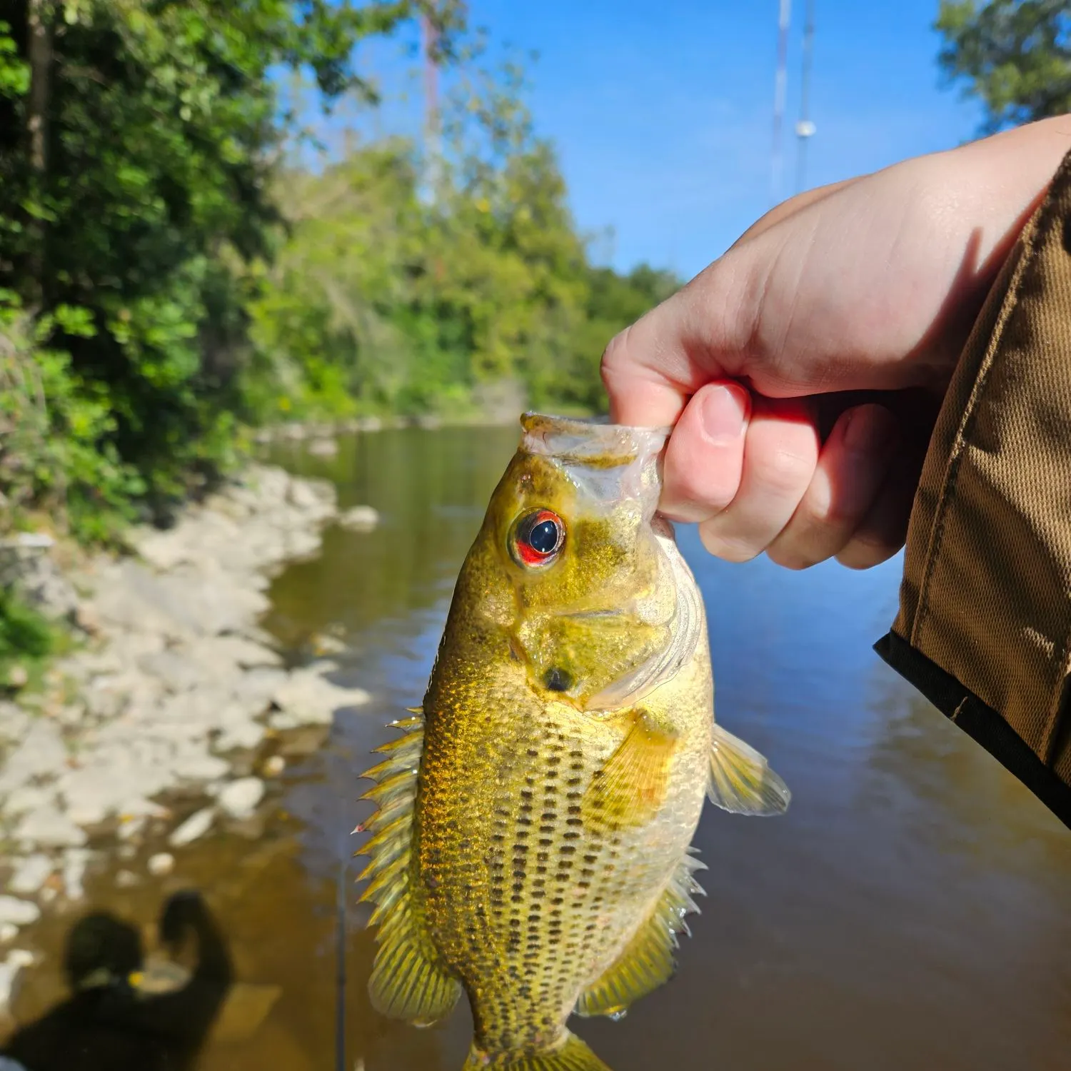 Rock bass caught on Fishbrain