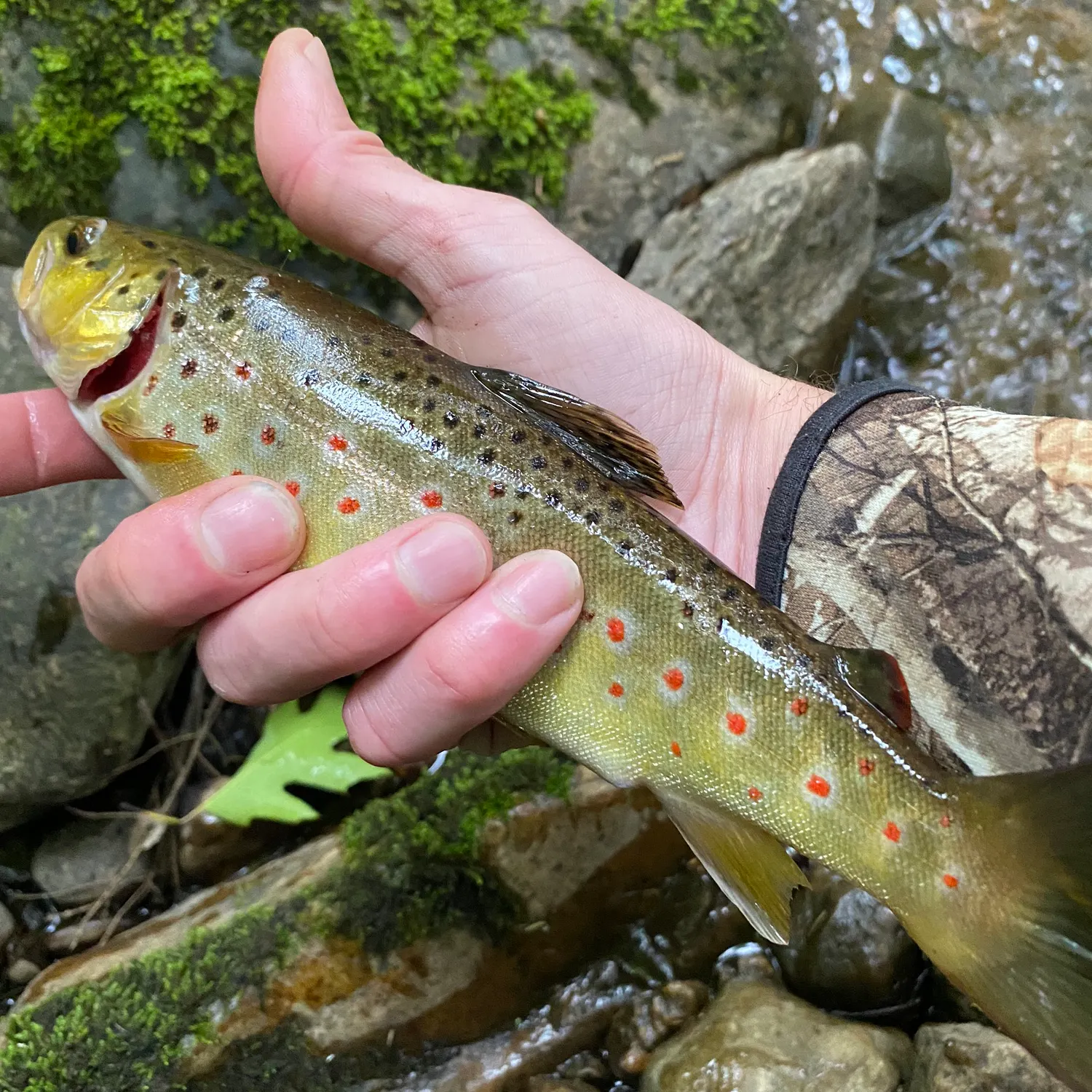 recently logged catches