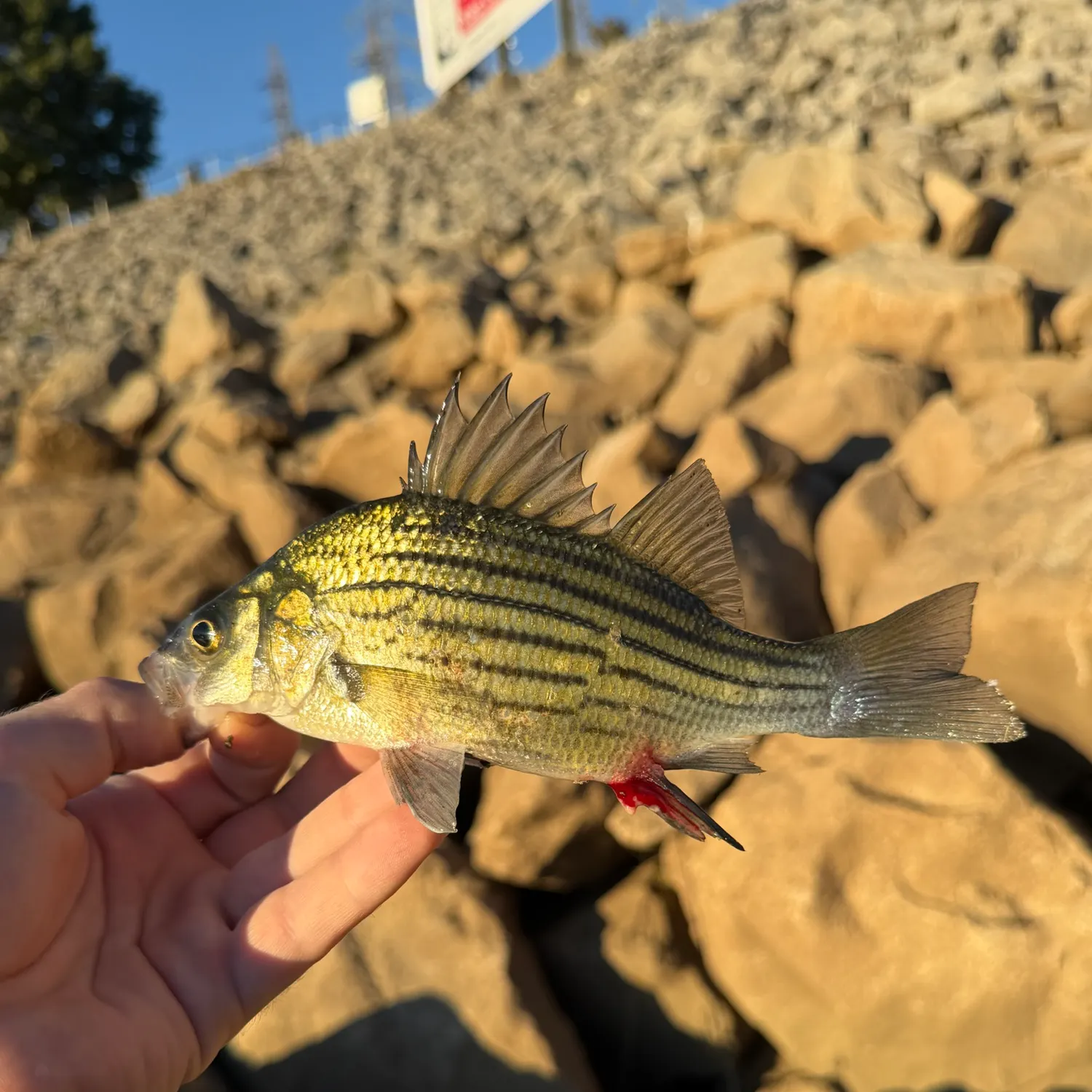 Yellow bass caught on Fishbrain