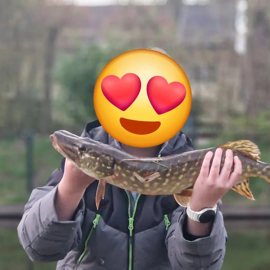 Northern pike caught on Fishbrain