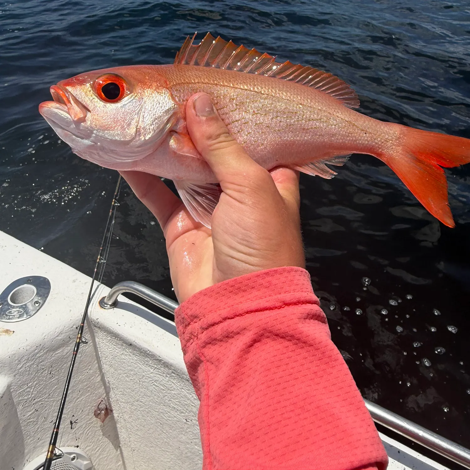 The most recent Vermilion snapper catches on Fishbrain