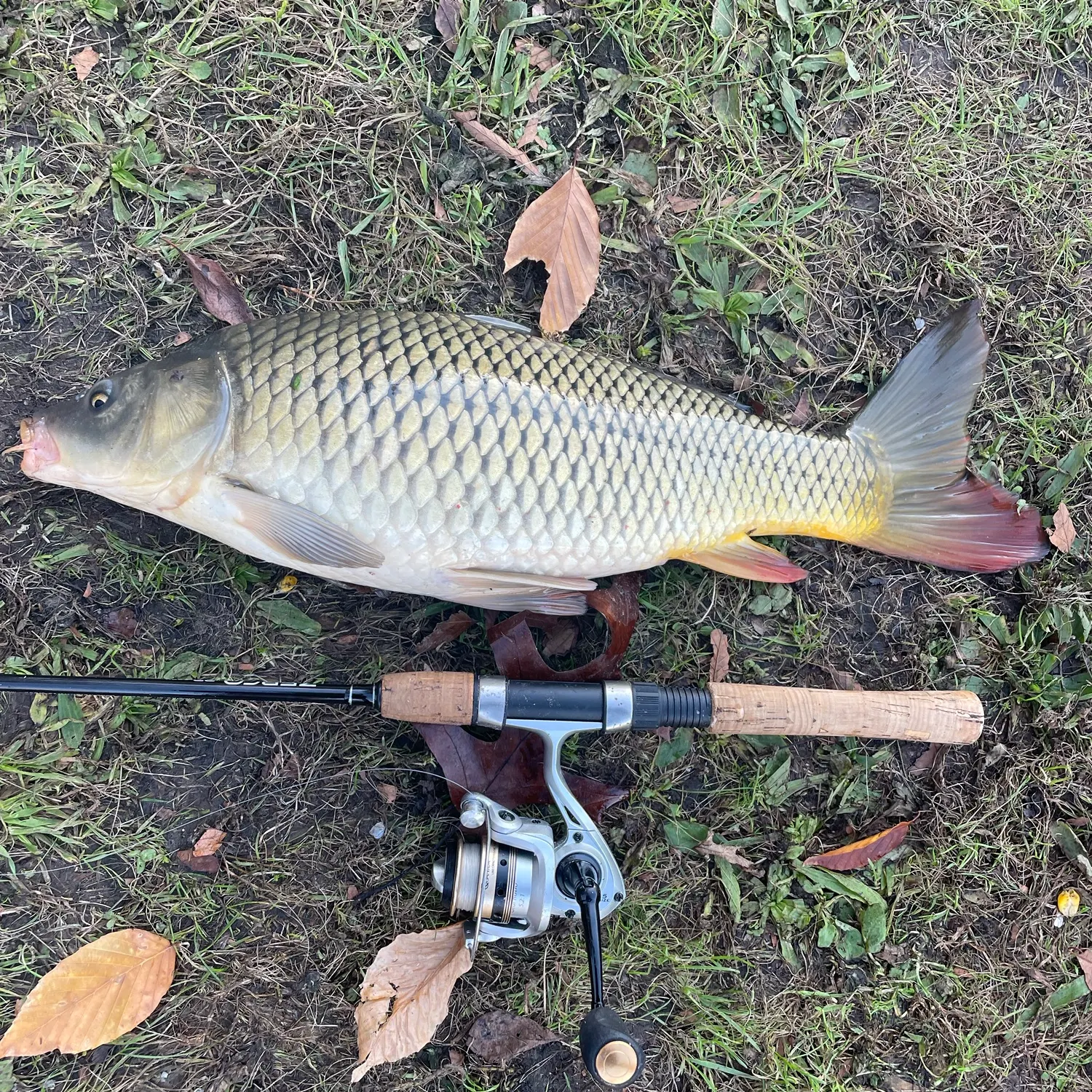 Common carp caught on Fishbrain