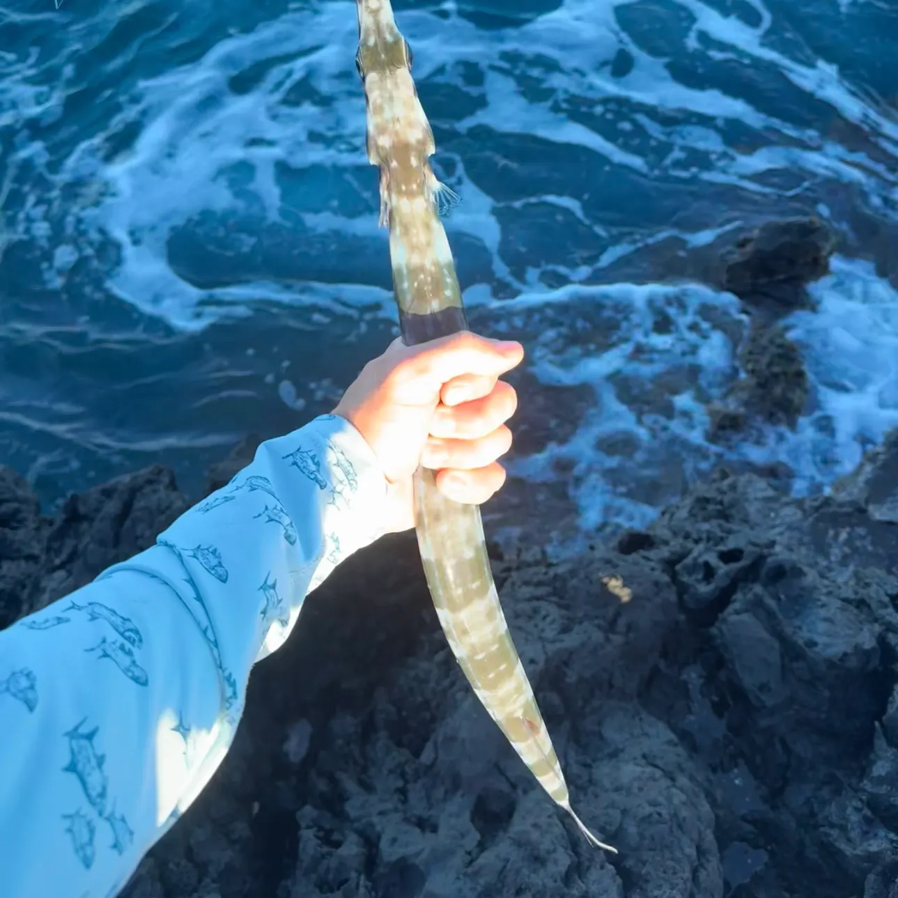 The most recent Bluespotted cornetfish catches on Fishbrain