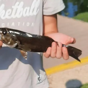 Smallmouth bass caught on Fishbrain