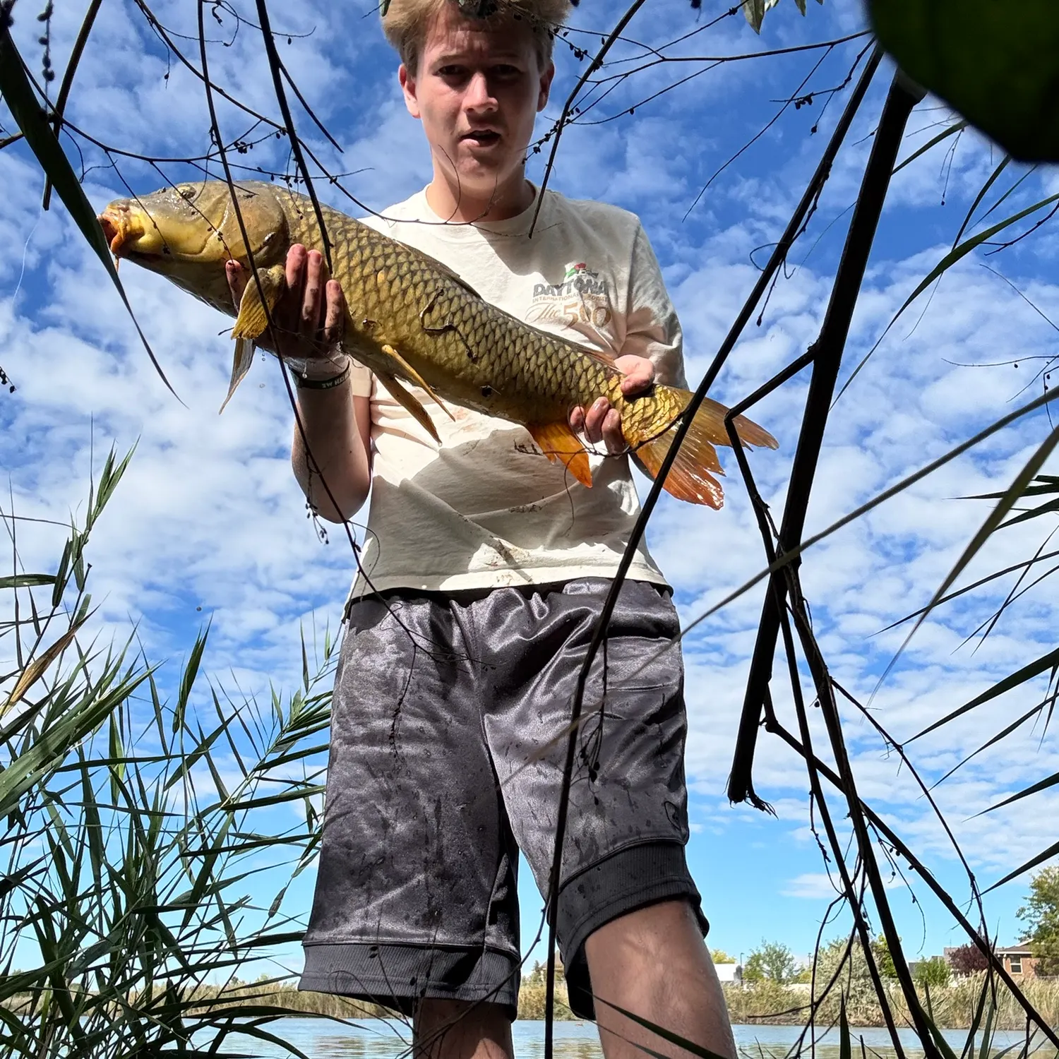 Common carp caught on Fishbrain
