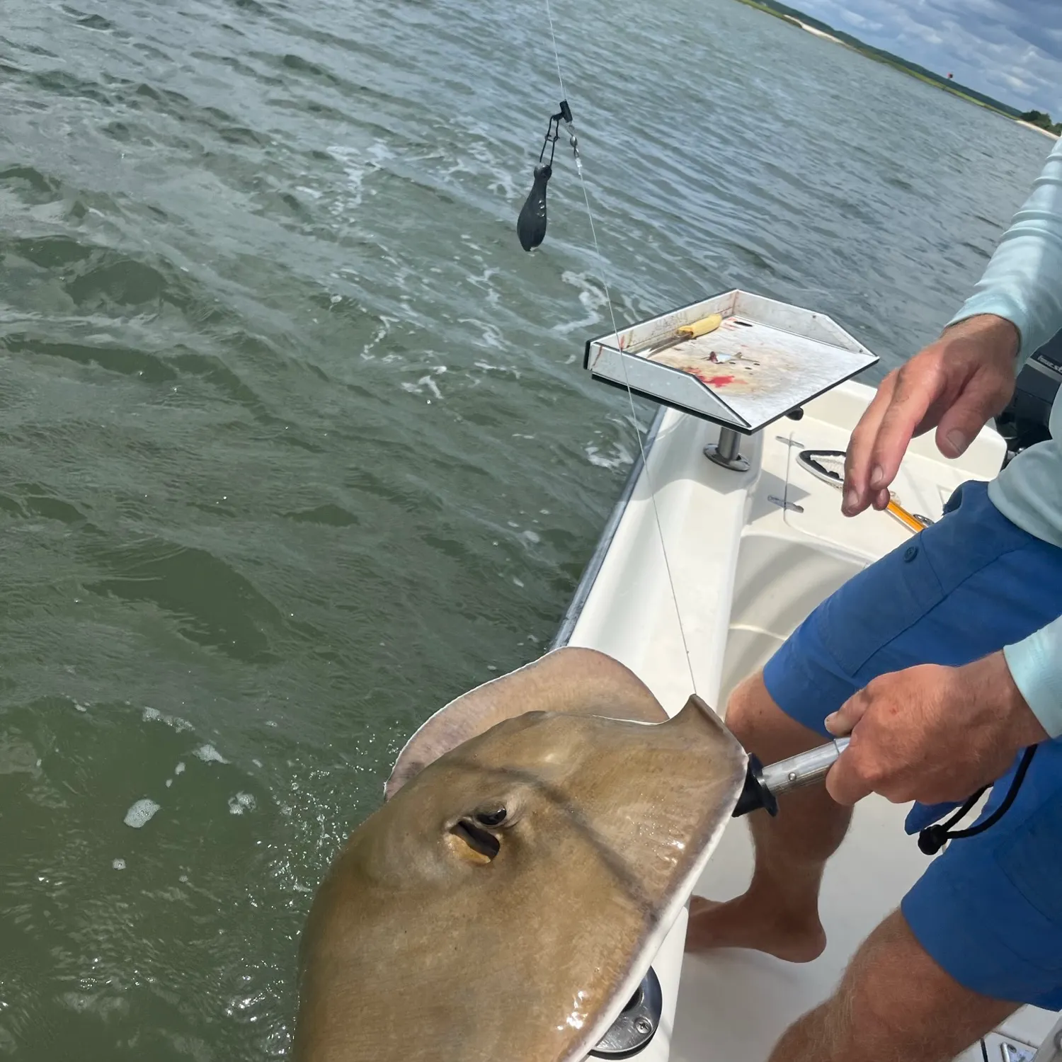 The most recent Southern stingray catches on Fishbrain