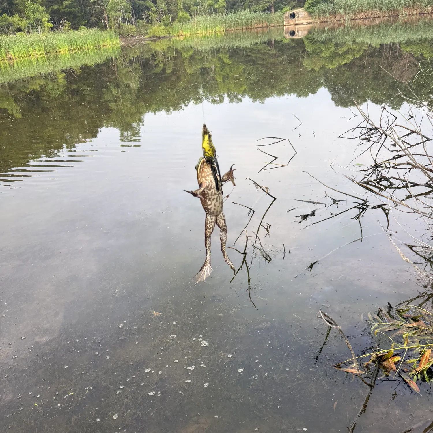 The most recent Green frog catches on Fishbrain