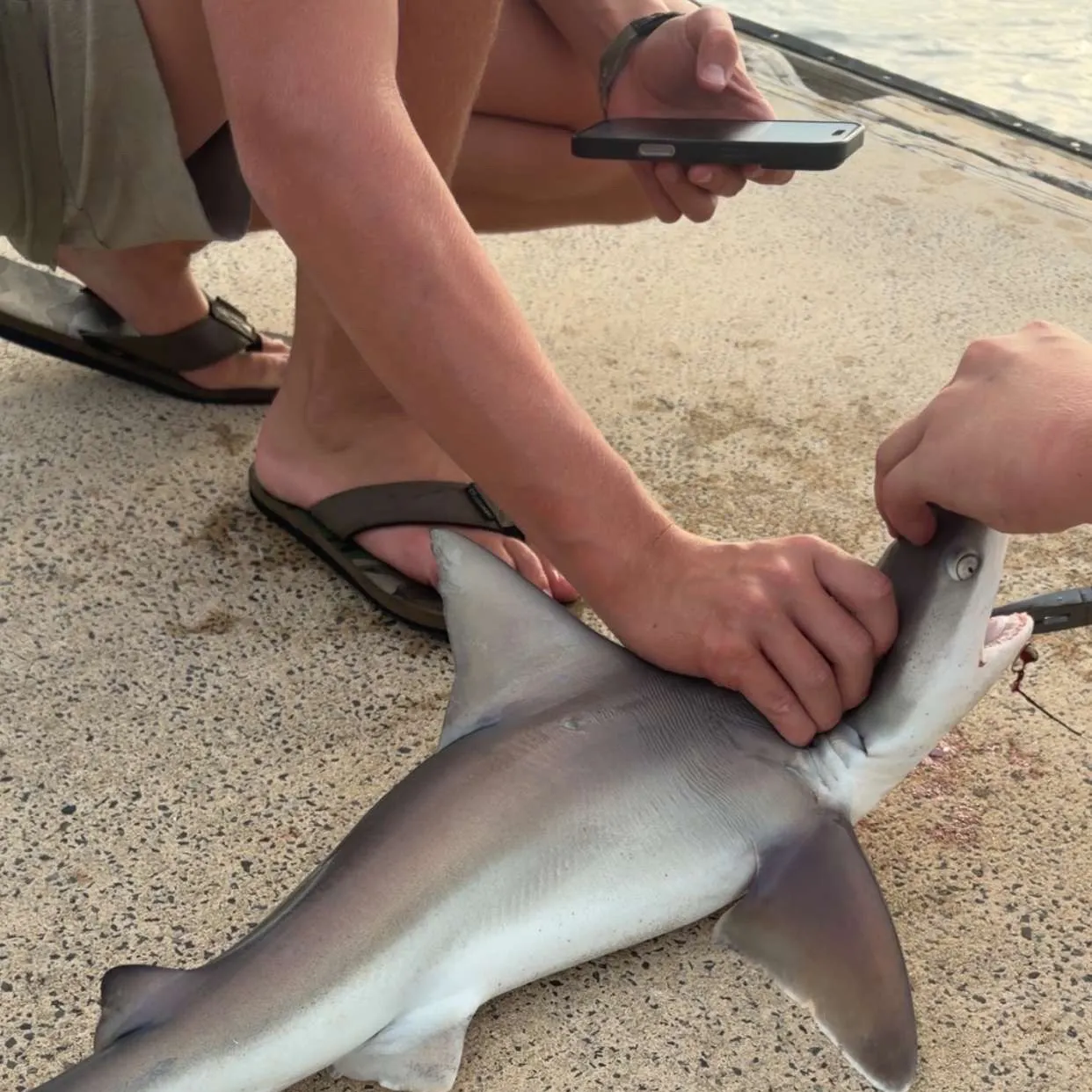 Sandbar shark caught on Fishbrain