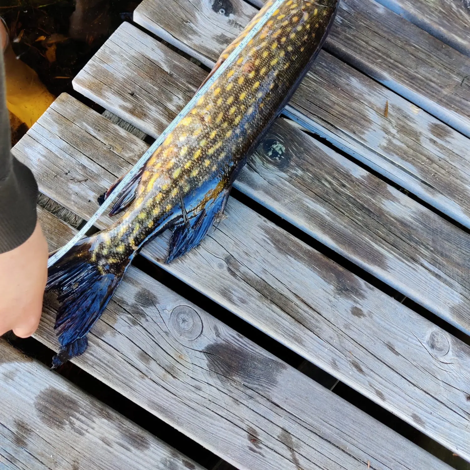 recently logged catches