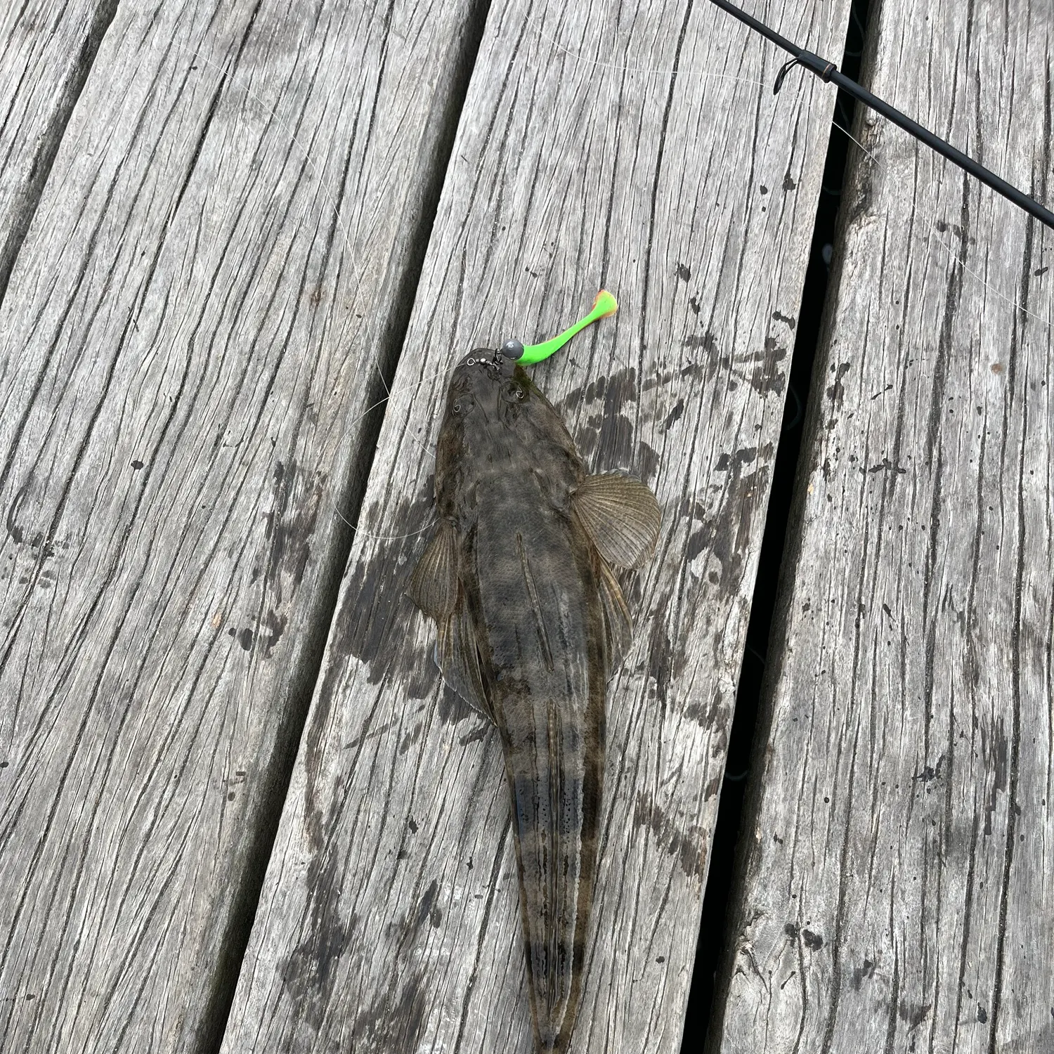 Dusky flathead caught on Fishbrain
