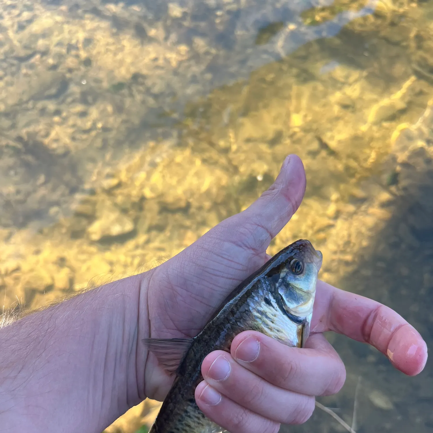The most recent Striped shiner catches on Fishbrain