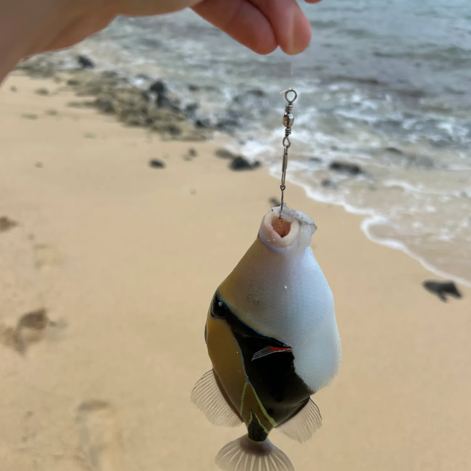 The most recent Wedge-tail triggerfish catches on Fishbrain
