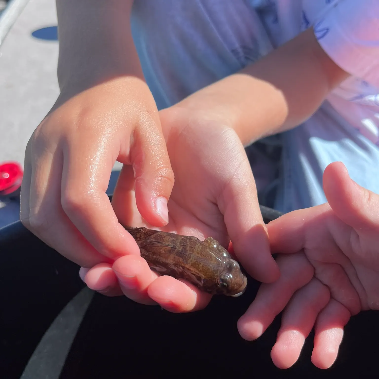 The most recent Fourhorn sculpin catches on Fishbrain