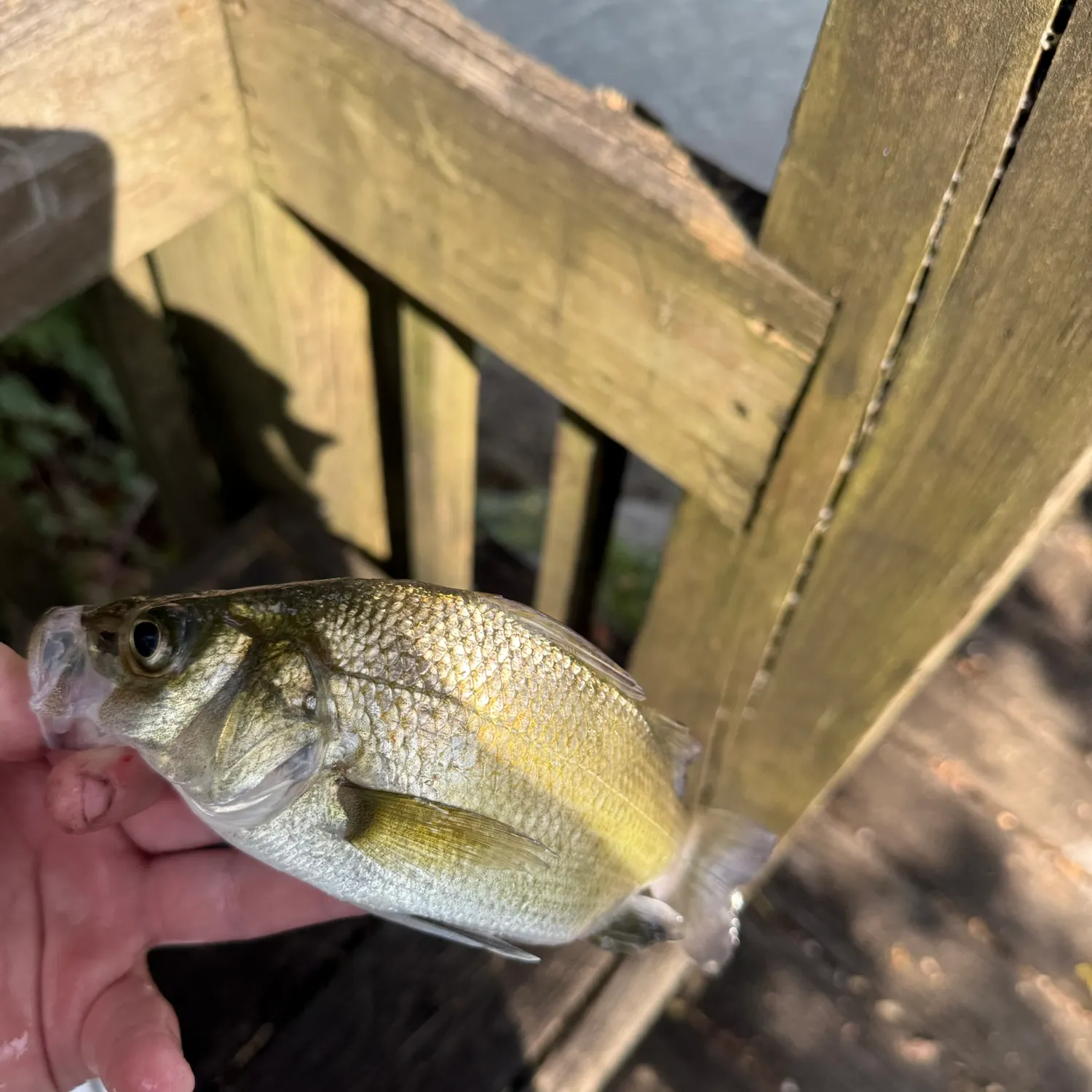 White perch caught on Fishbrain