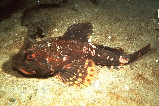 Great sculpin