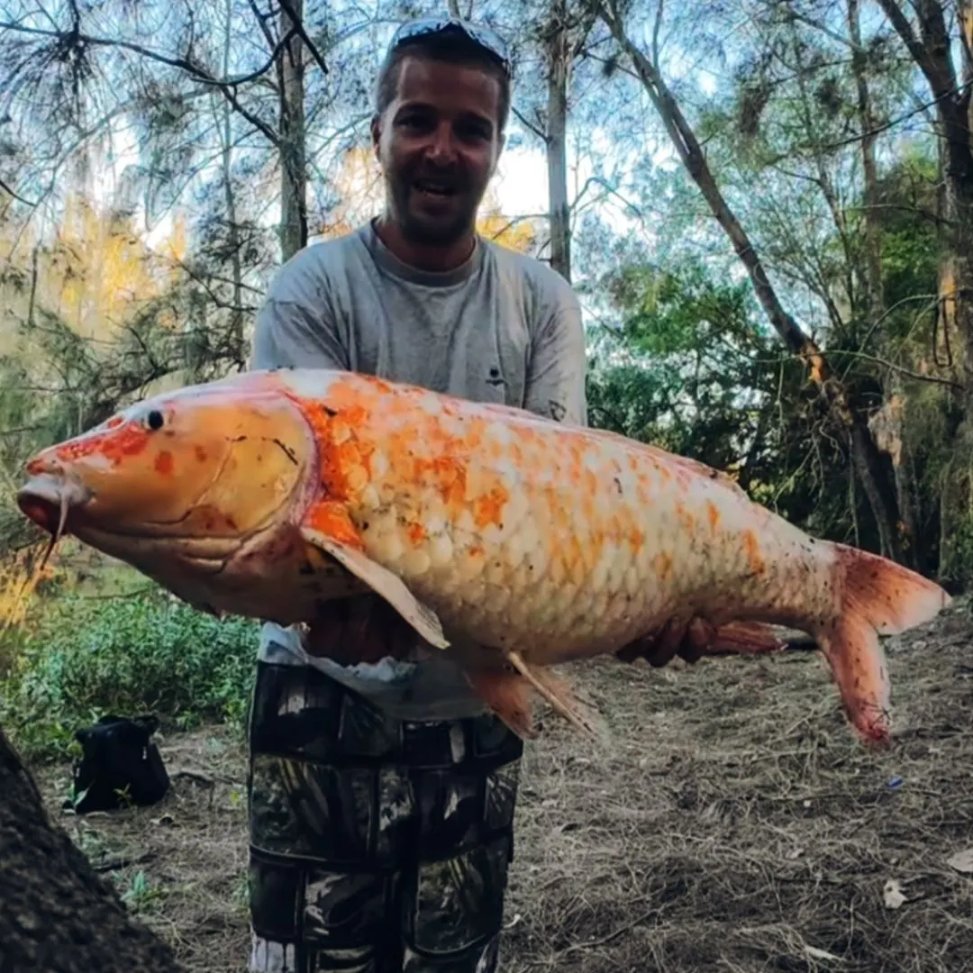 The most recent Koi carp catches on Fishbrain