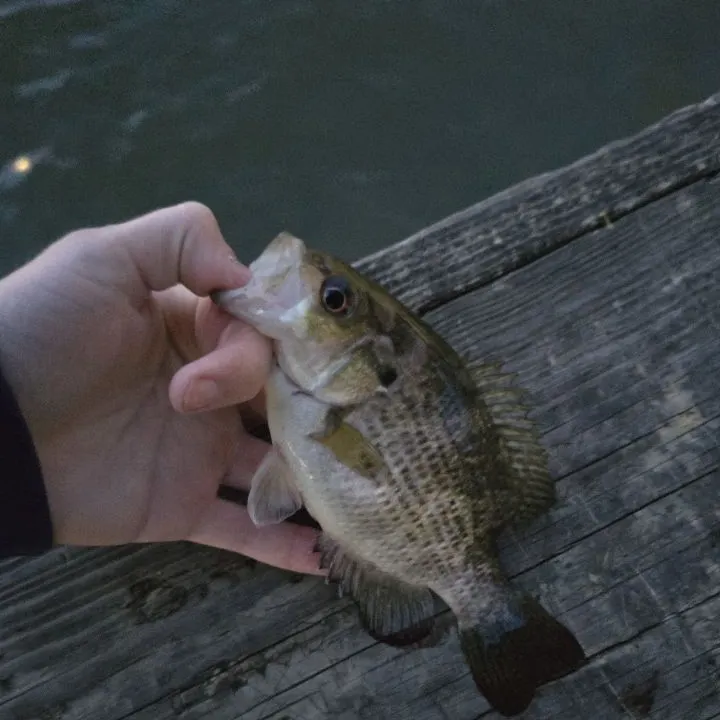 The most recent Rock bass catches on Fishbrain