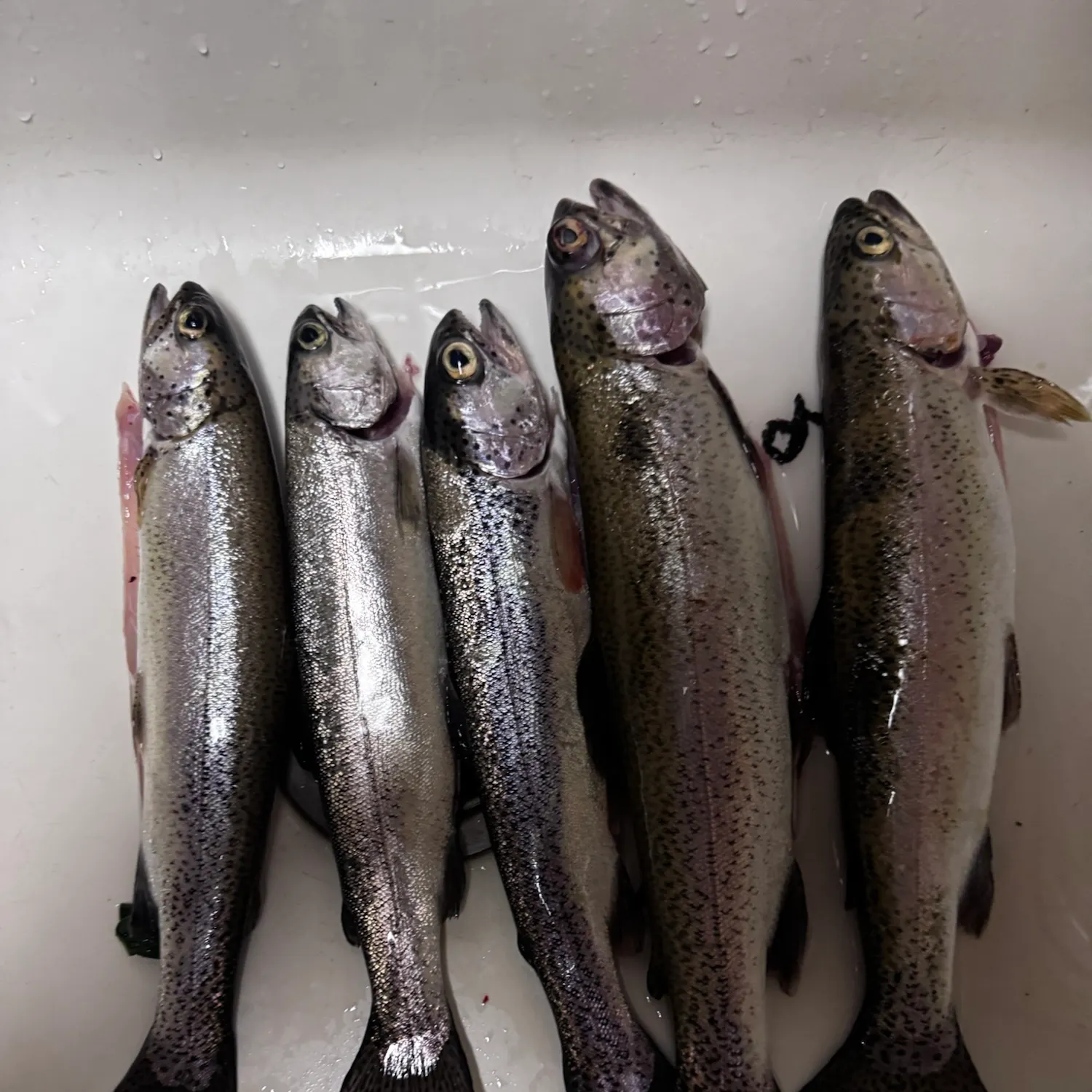 Rainbow trout caught on Fishbrain
