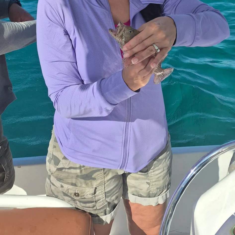 The most recent Coney grouper catches on Fishbrain