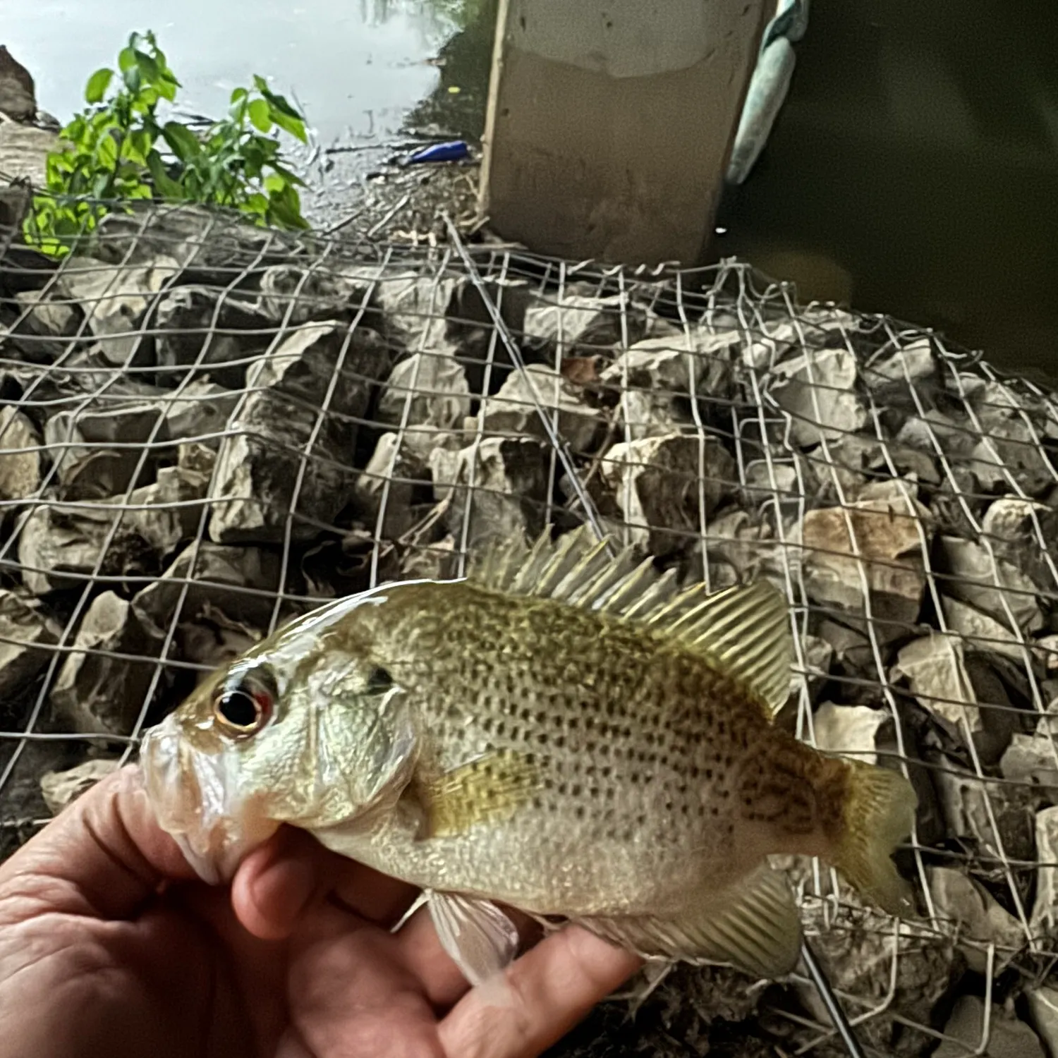 The most recent Roanoke bass catches on Fishbrain