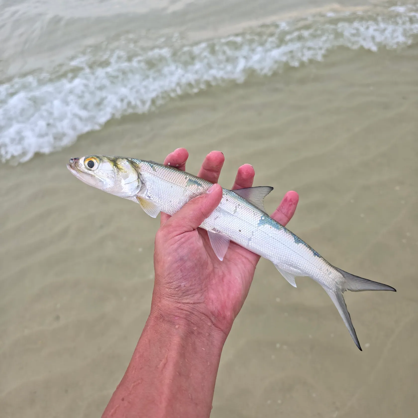 Ladyfish caught on Fishbrain