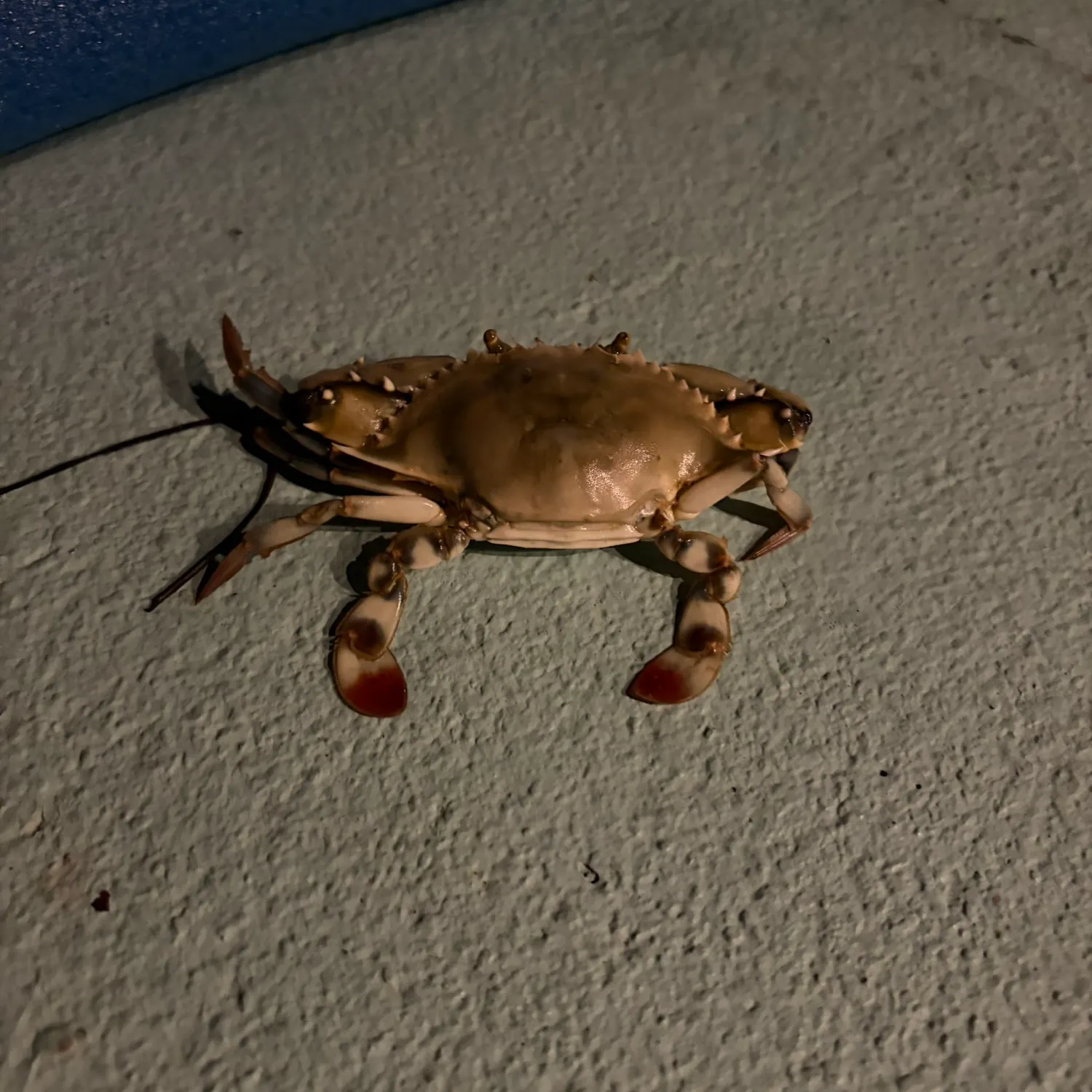 The most recent Jonah crab catches on Fishbrain