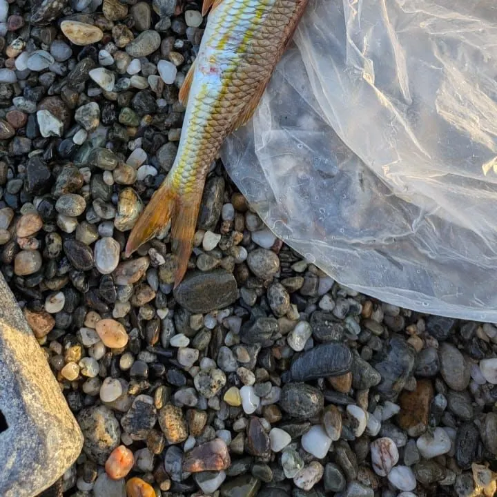 The most recent Striped red mullet catches on Fishbrain