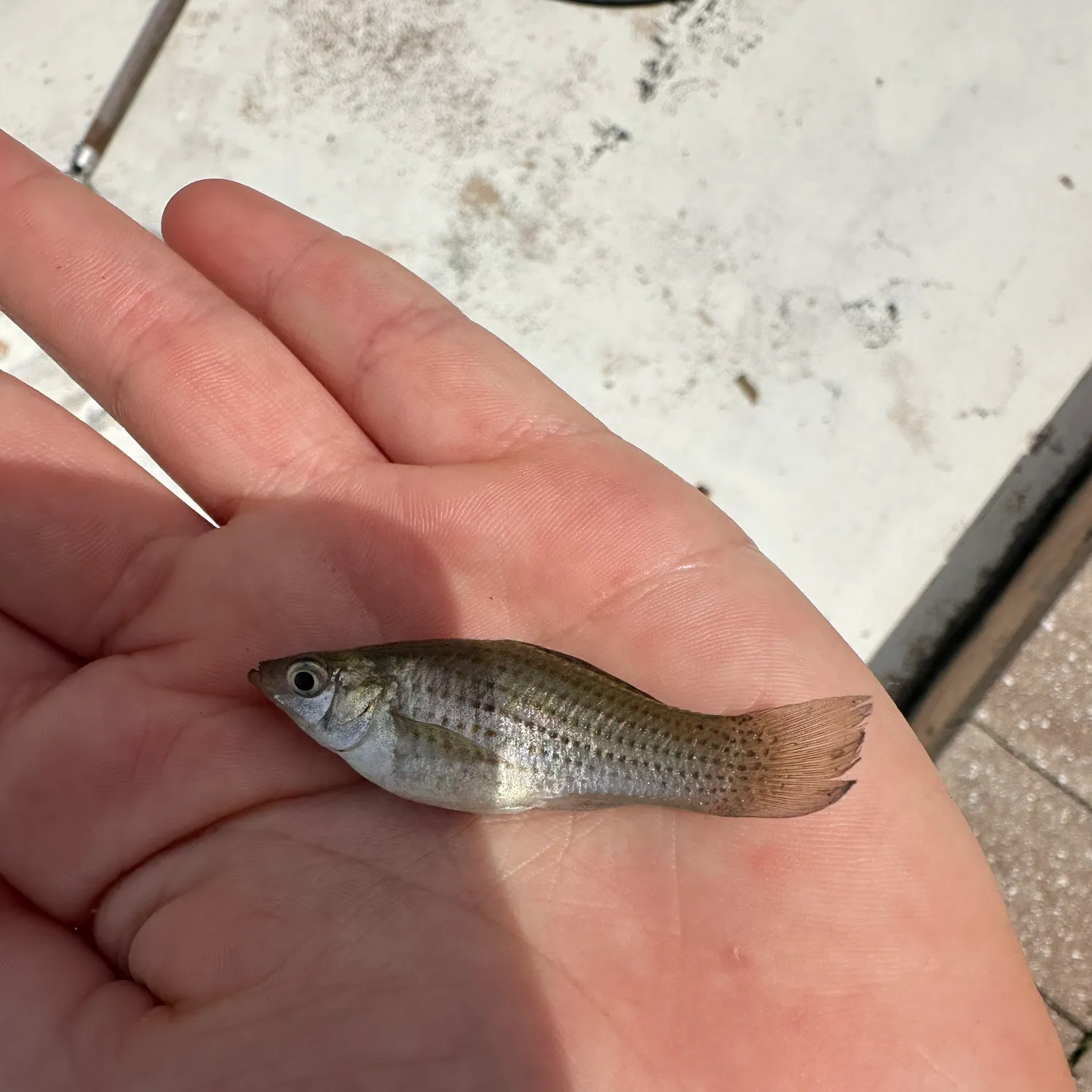 The most recent Sailfin Molly catches on Fishbrain