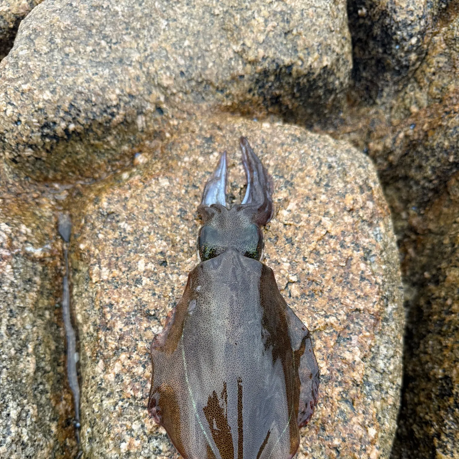 Southern calamari caught on Fishbrain