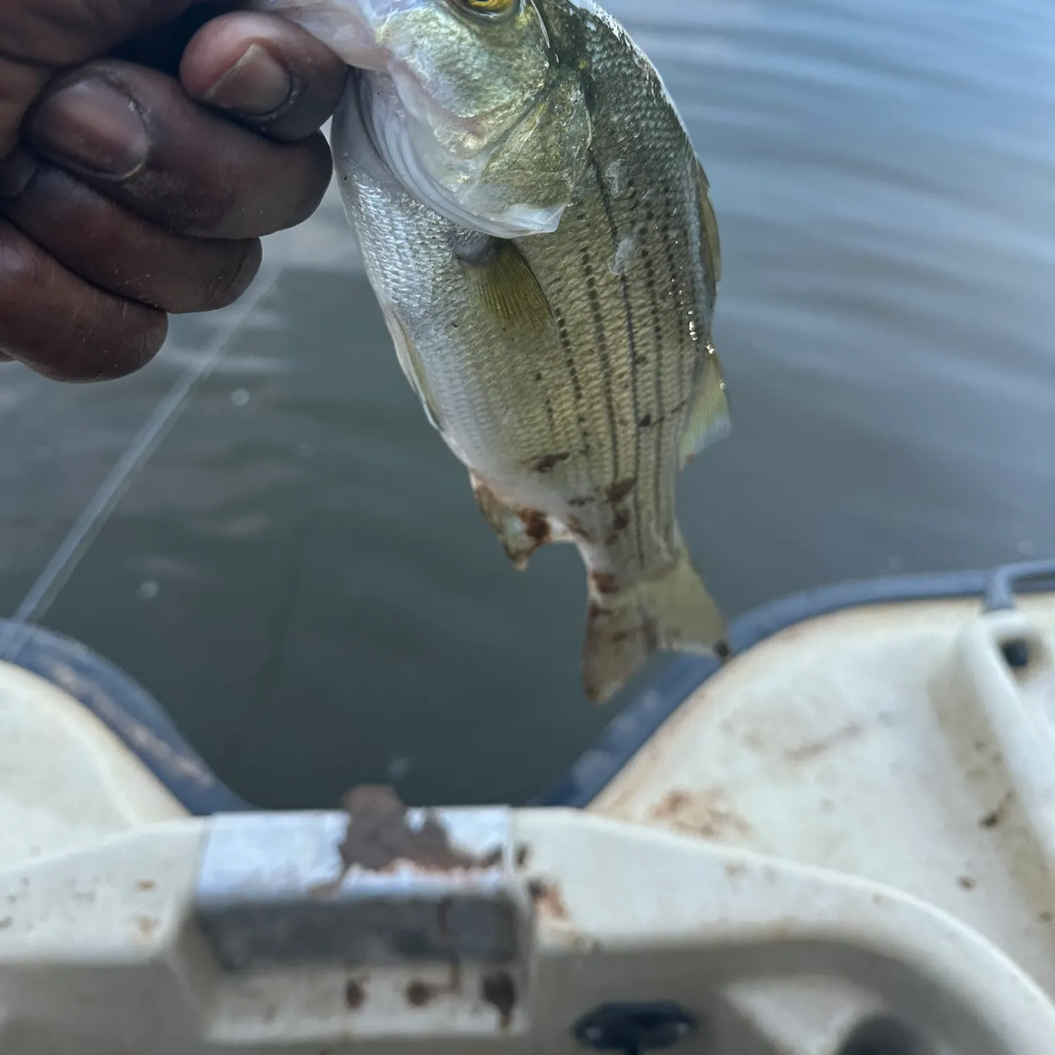 Wiper caught on Fishbrain