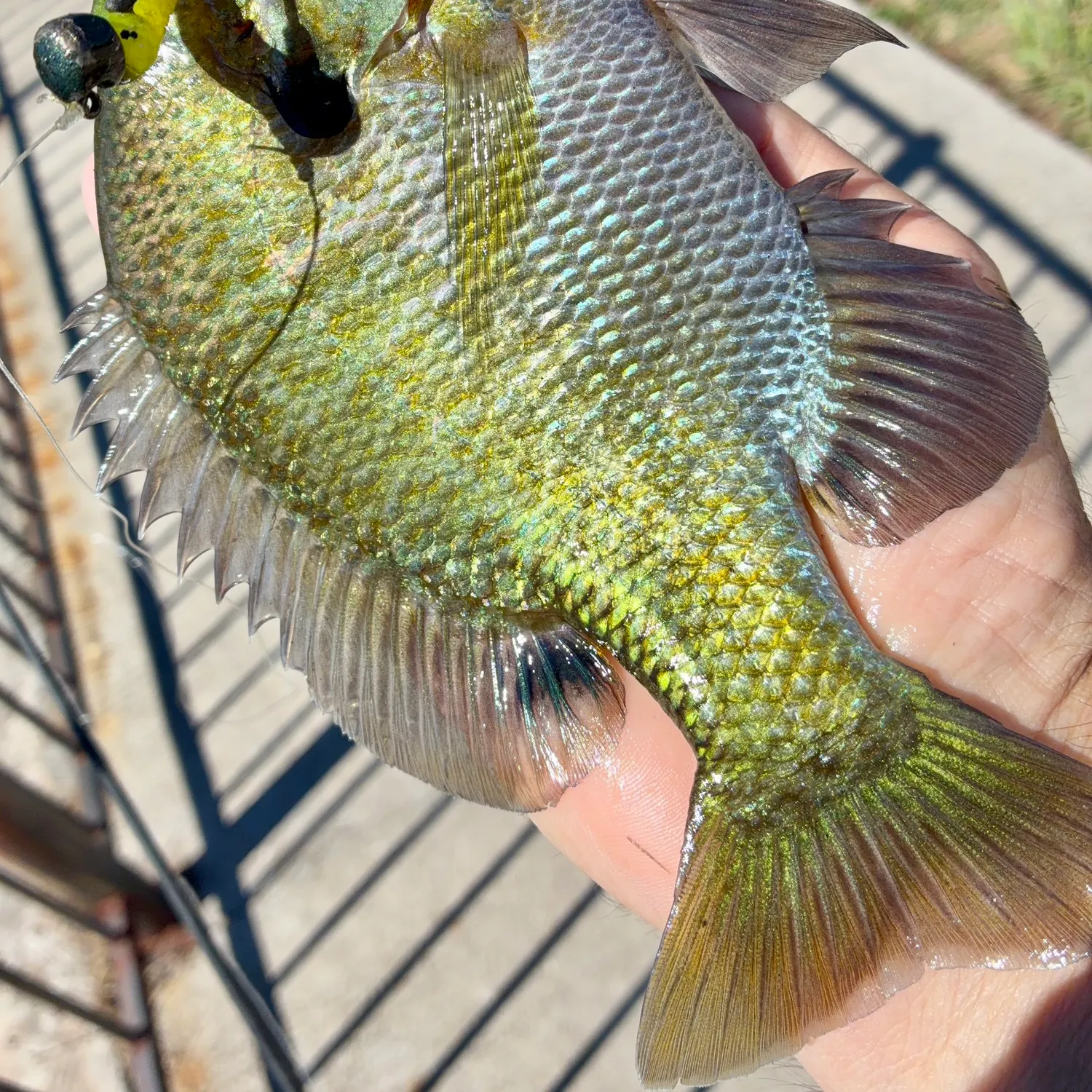 Bluegill caught on Fishbrain