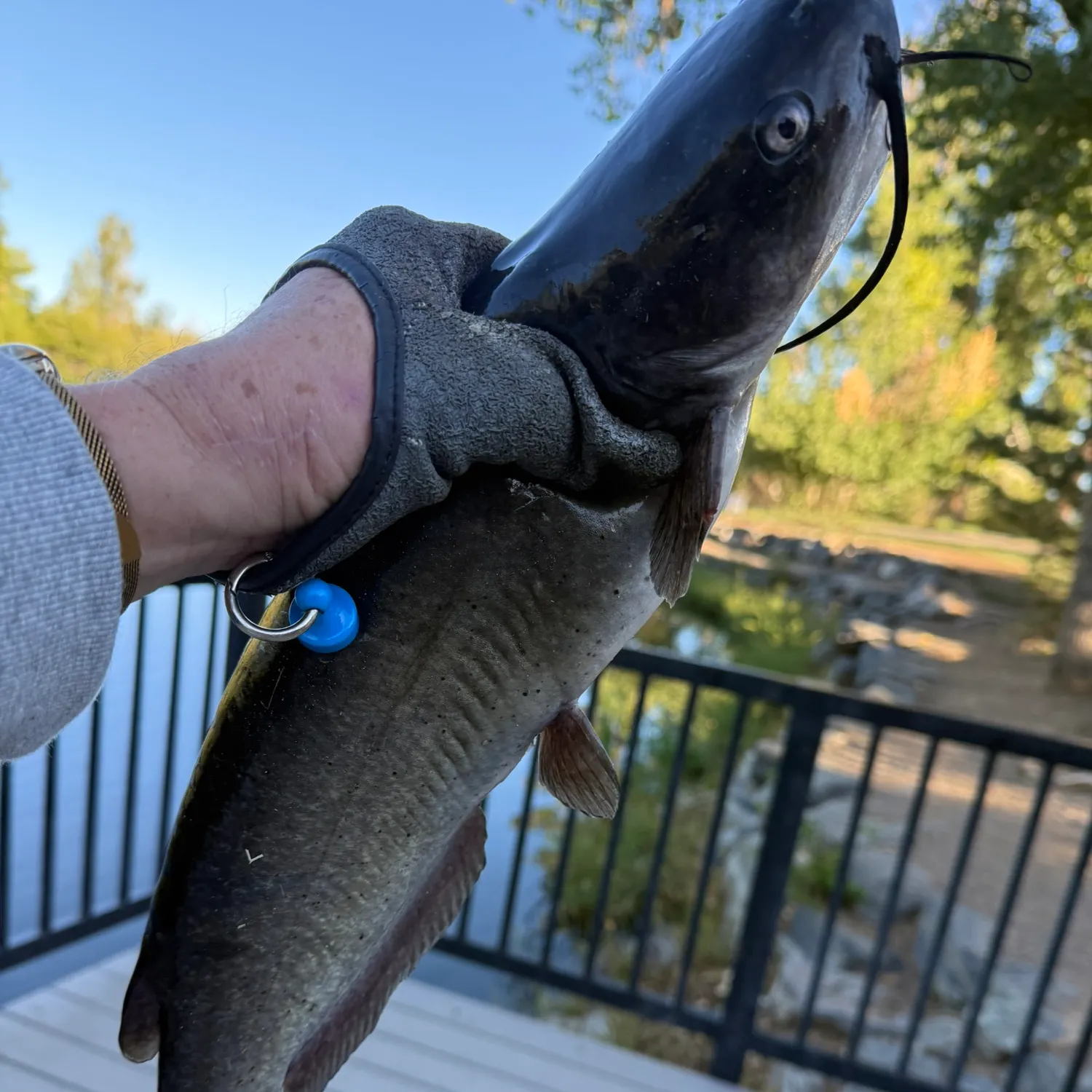 catch