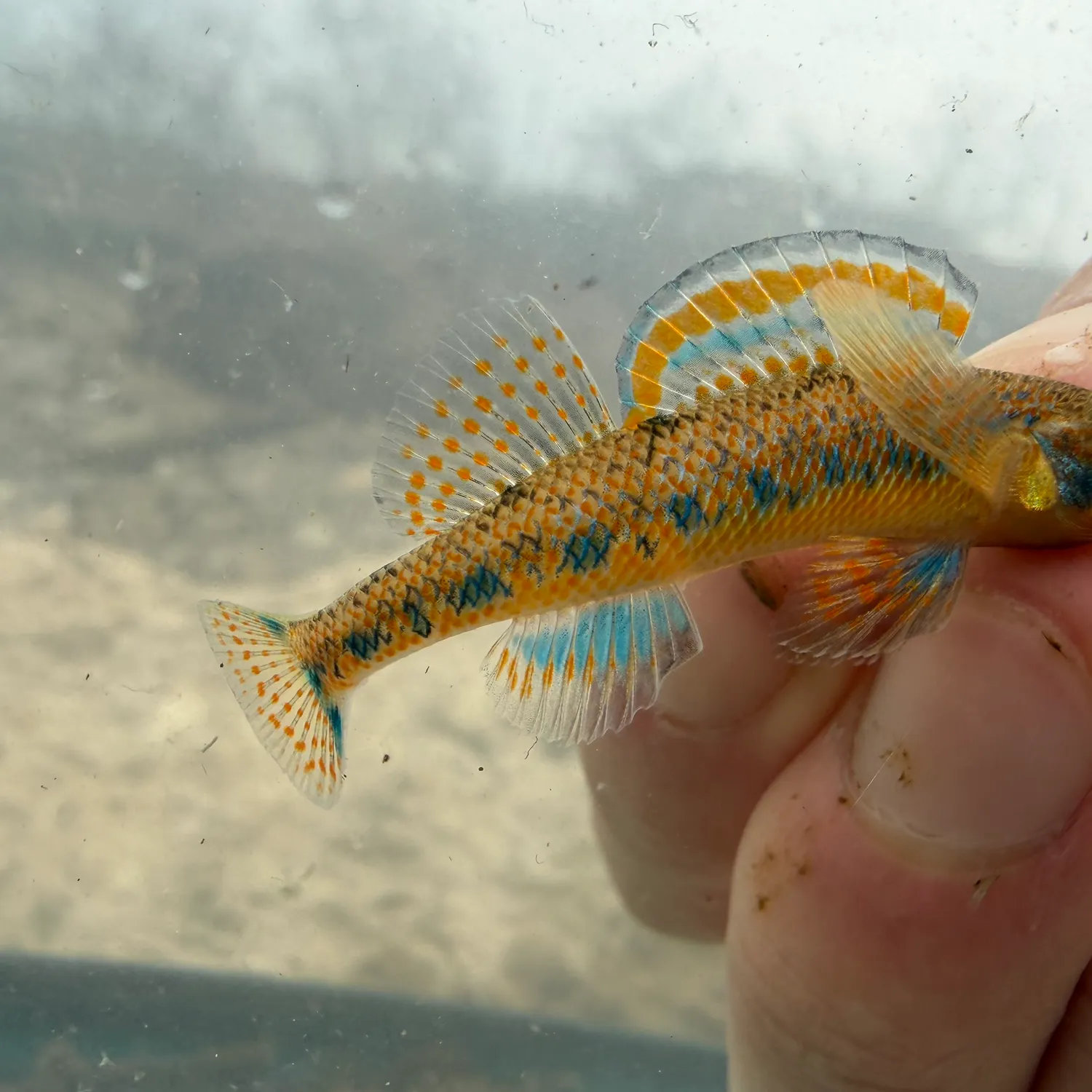 The most recent Spangled emperor catches on Fishbrain