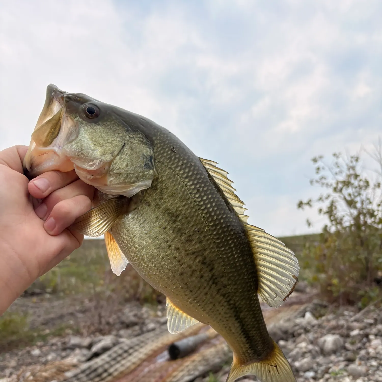 Largemouth bass caught on Fishbrain