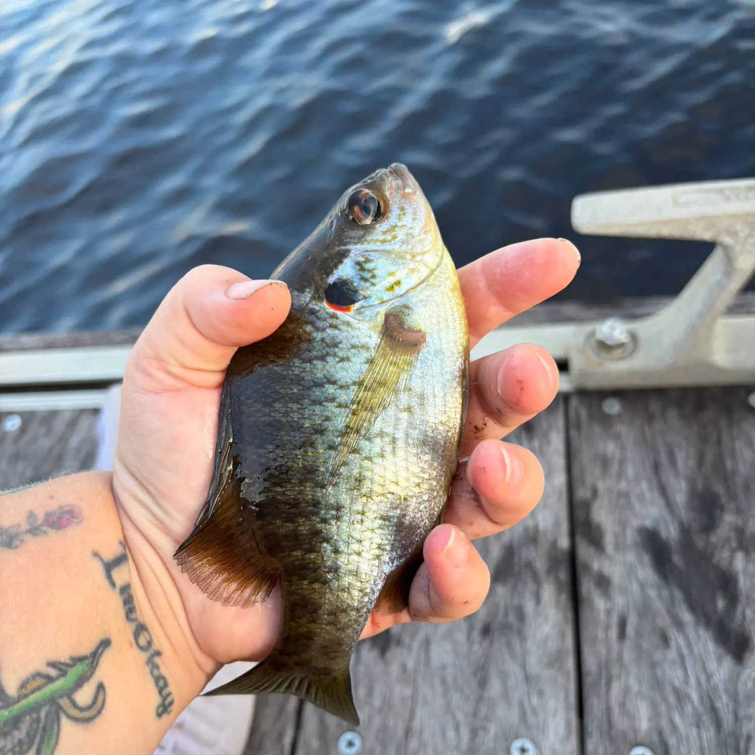 Redear sunfish caught on Fishbrain