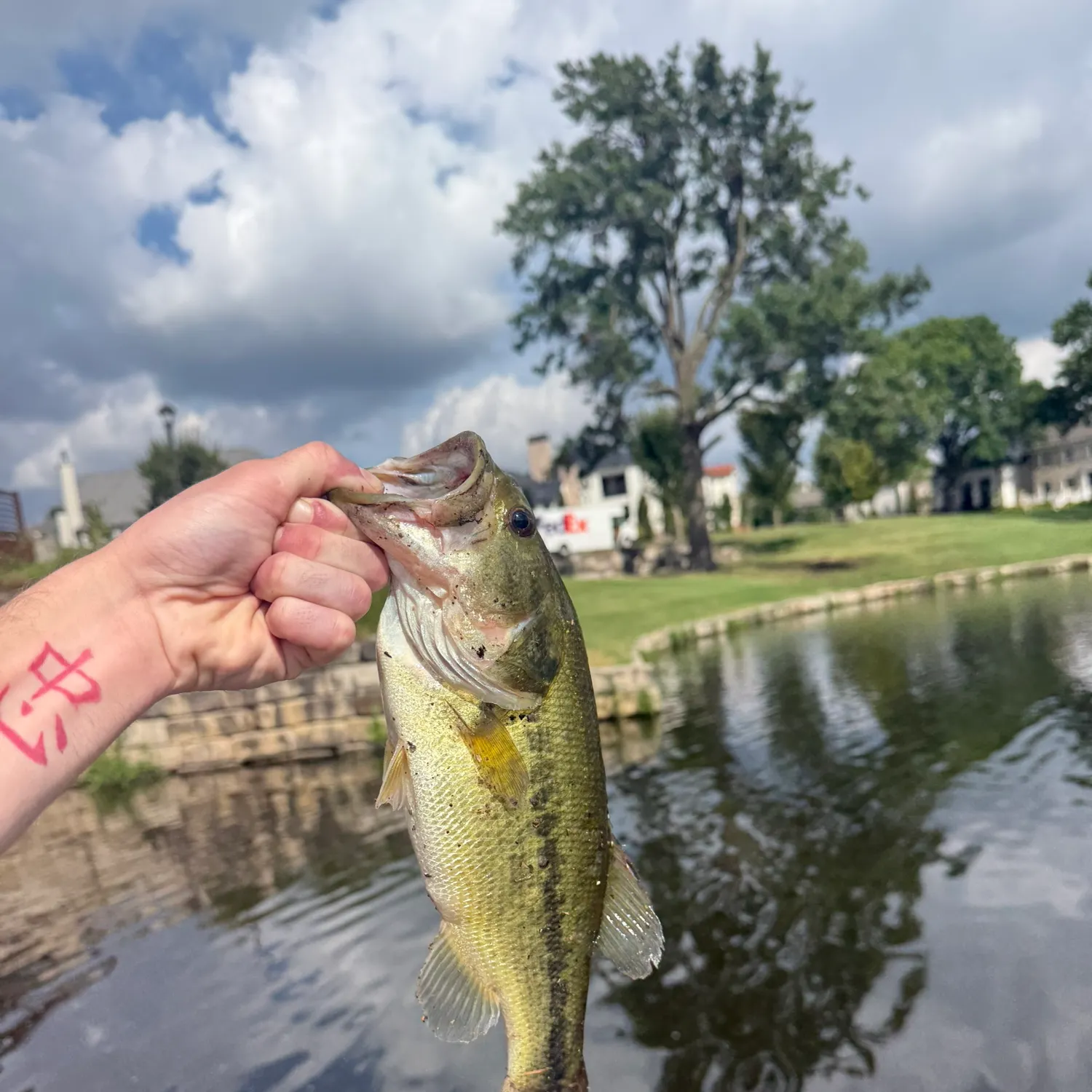 Largemouth bass caught on Fishbrain