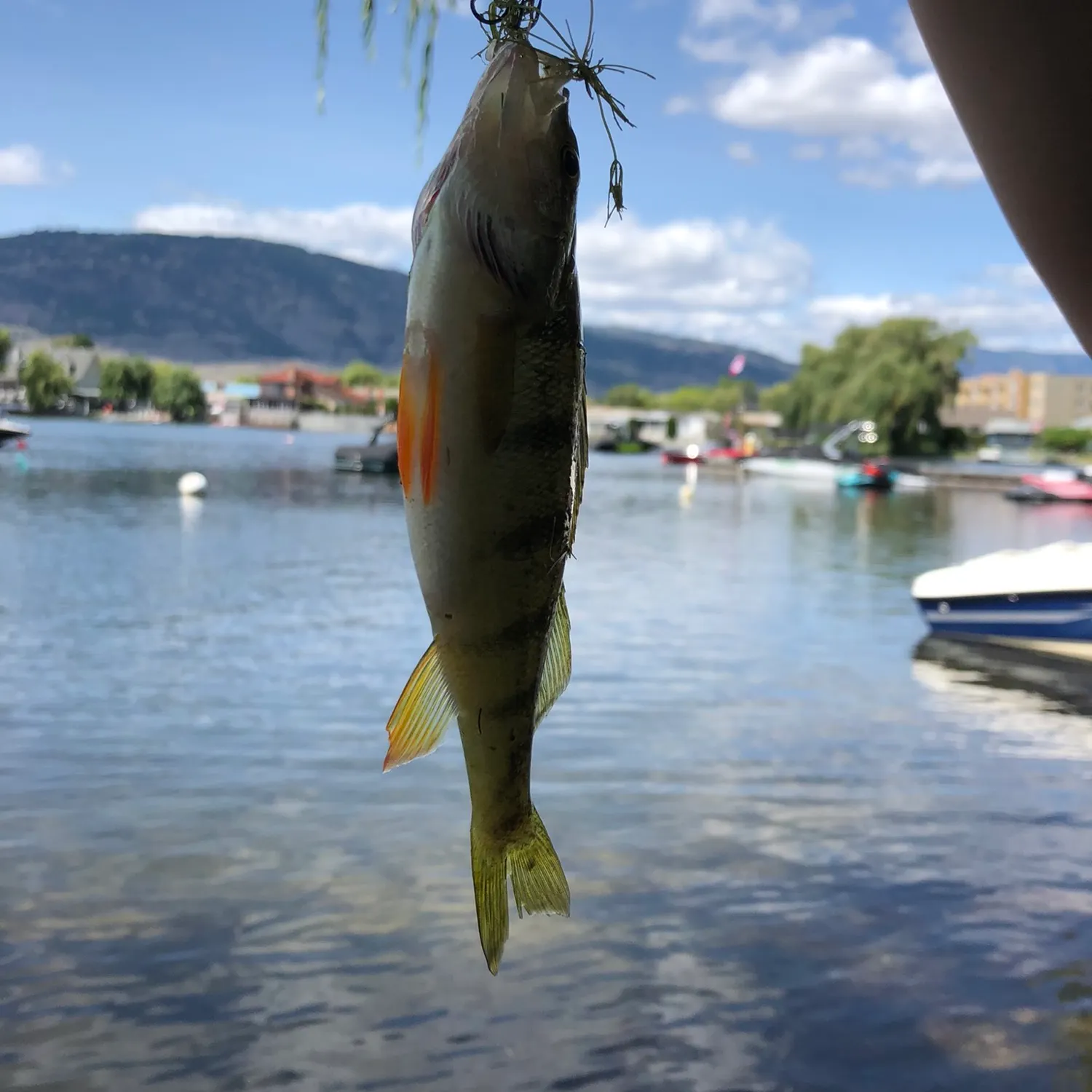 Yellow perch caught on Fishbrain