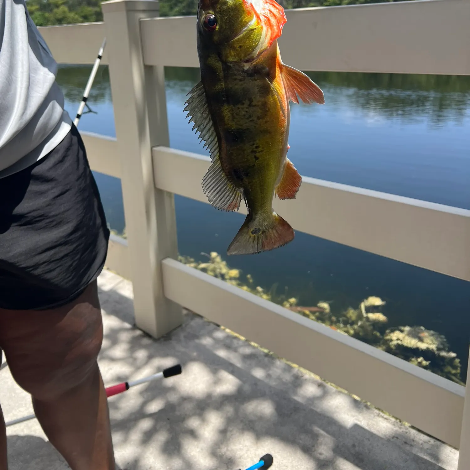 Butterfly peacock bass caught on Fishbrain