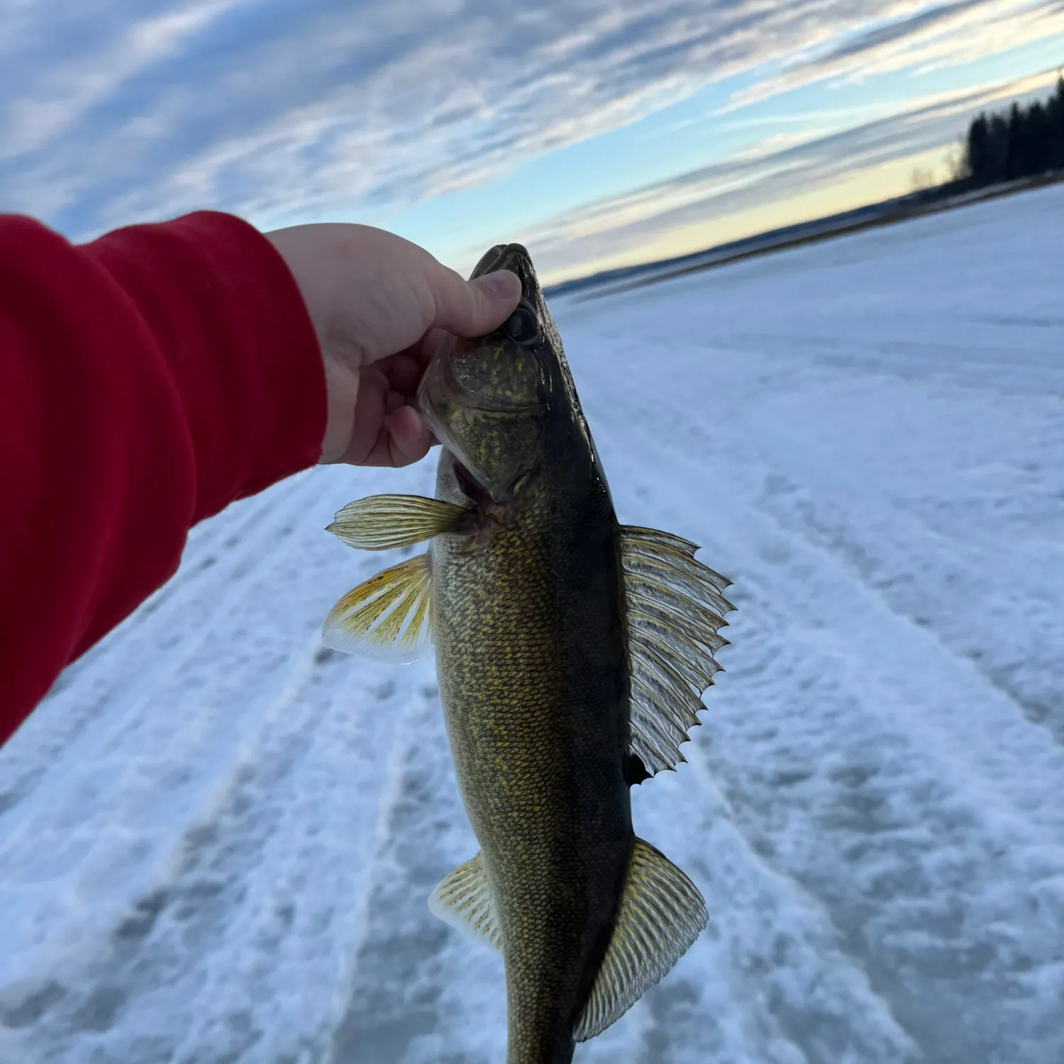 The most recent Walleye catches on Fishbrain