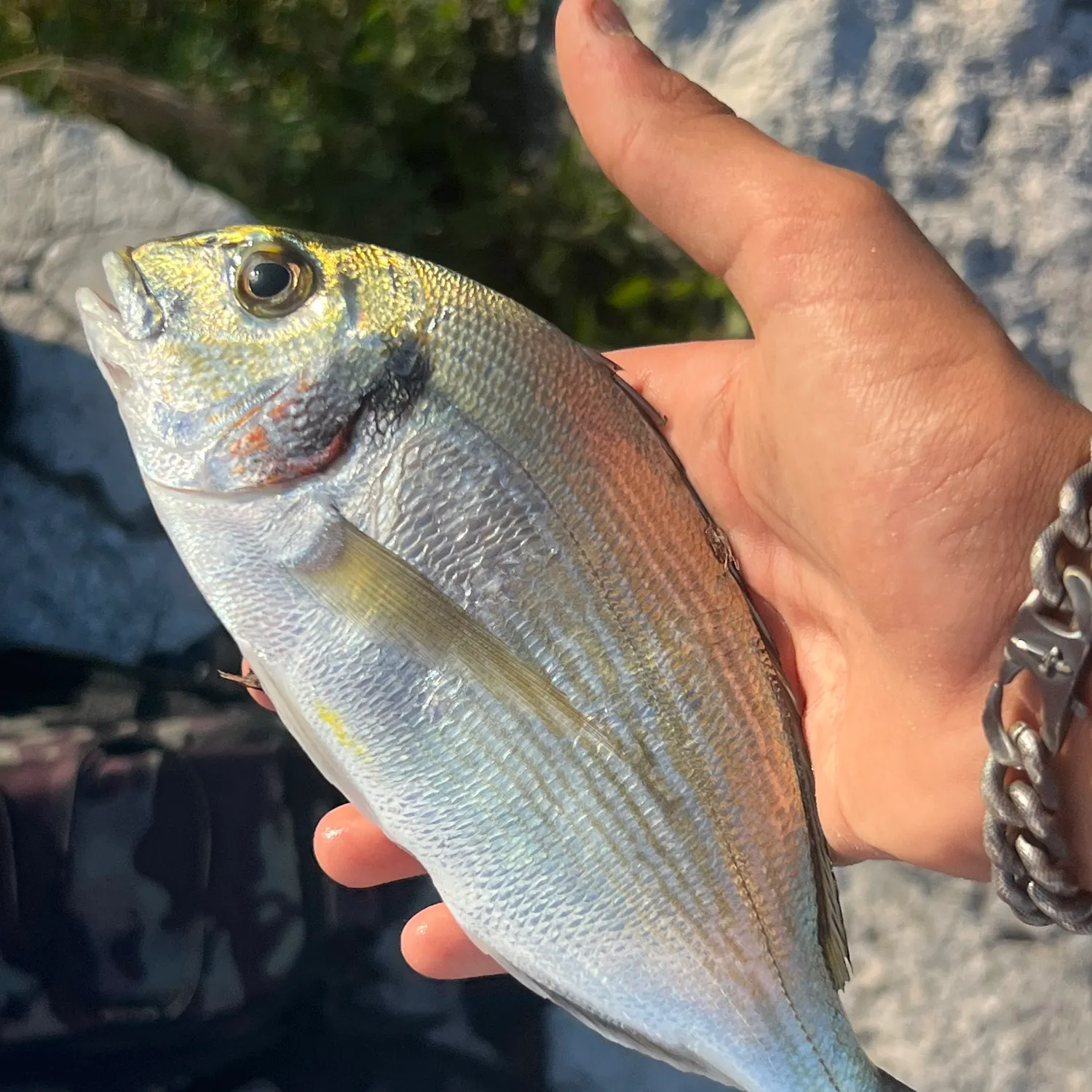 The most recent Gilthead seabream catches on Fishbrain