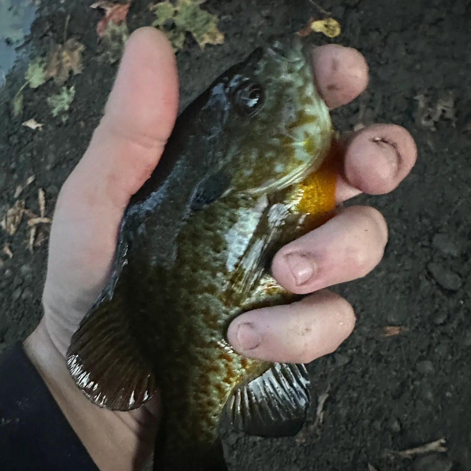 Bluegill caught on Fishbrain