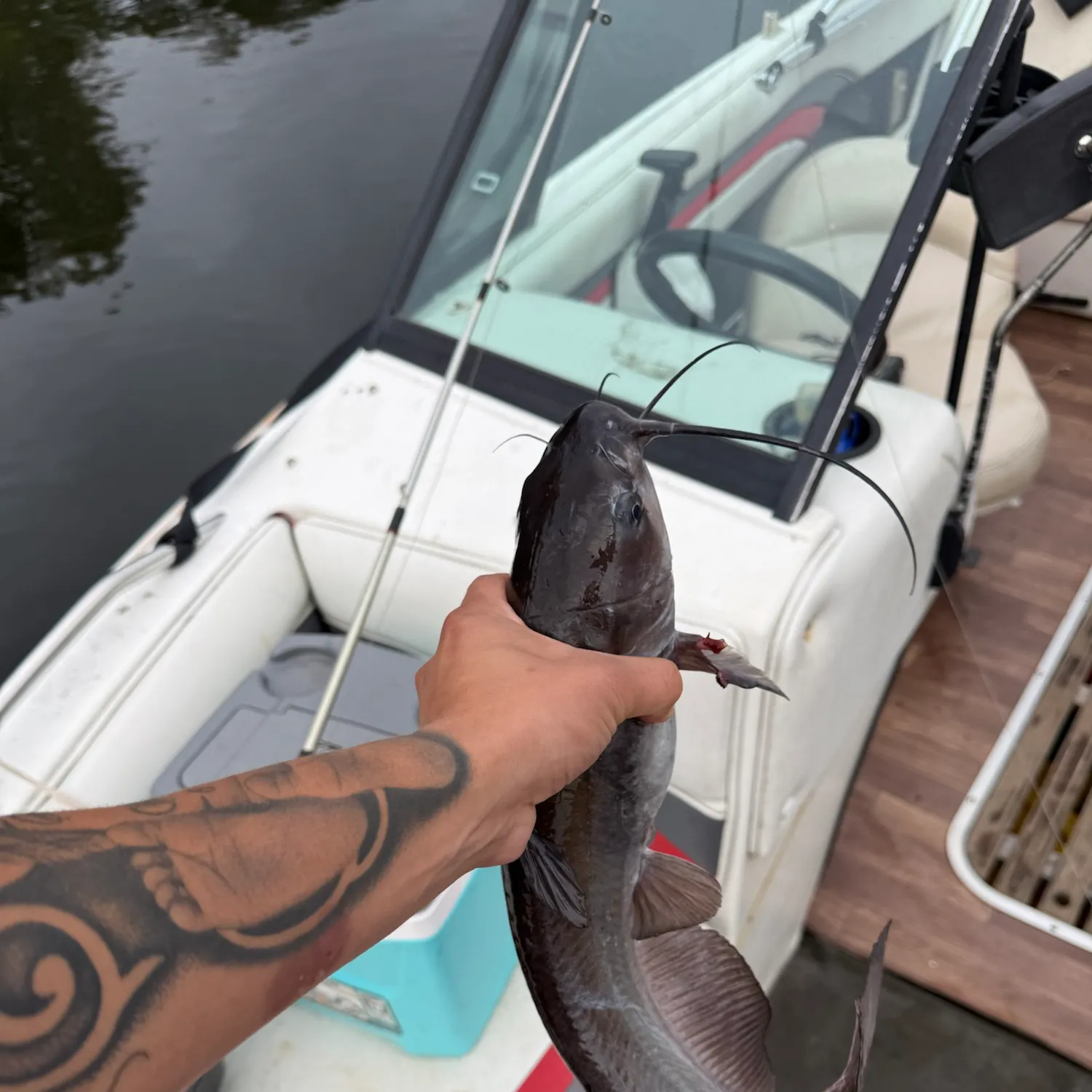 The most recent White bullhead catches on Fishbrain