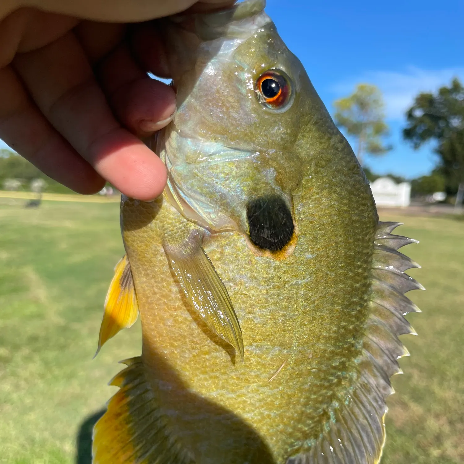 Greengill hybrid caught on Fishbrain