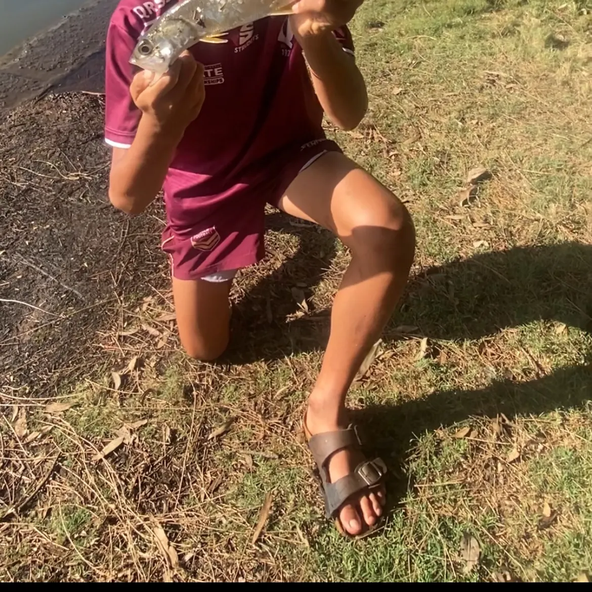 The most recent Hawaiian ladyfish catches on Fishbrain