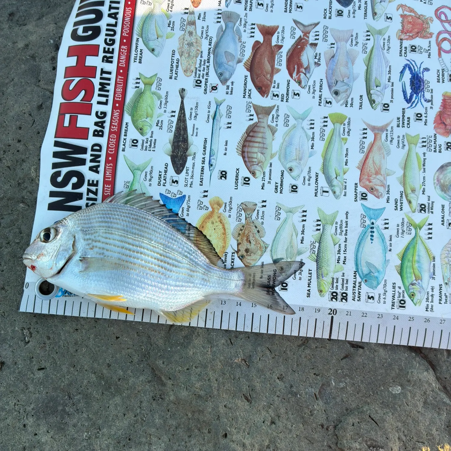 recently logged catches