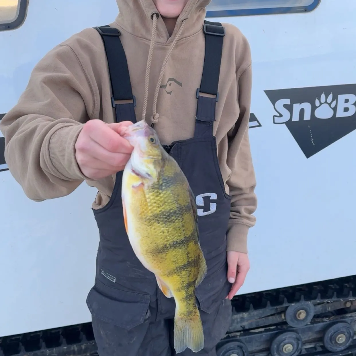 The most recent Yellow perch catches on Fishbrain