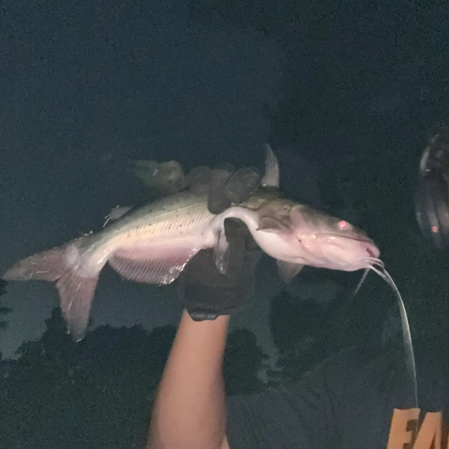 Channel catfish caught on Fishbrain
