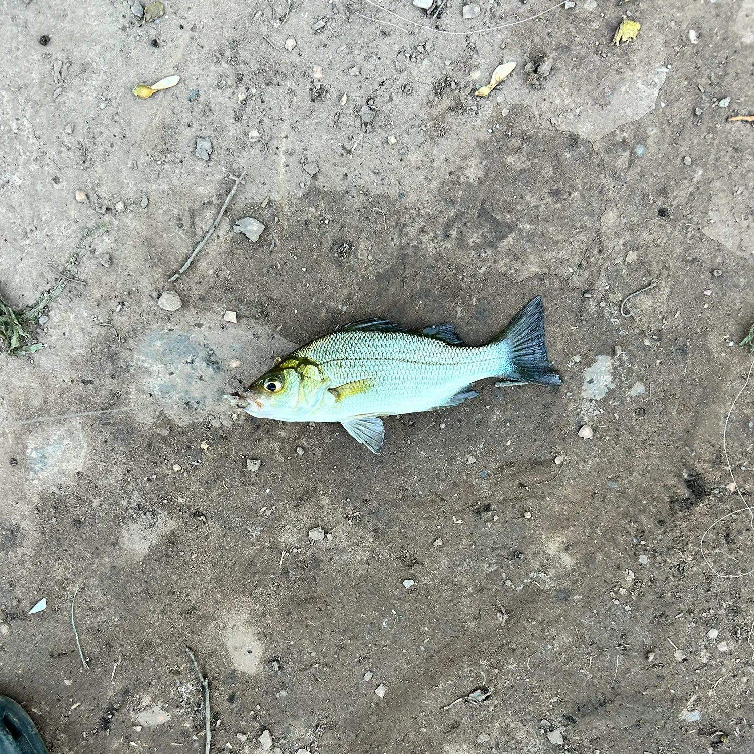 White perch caught on Fishbrain
